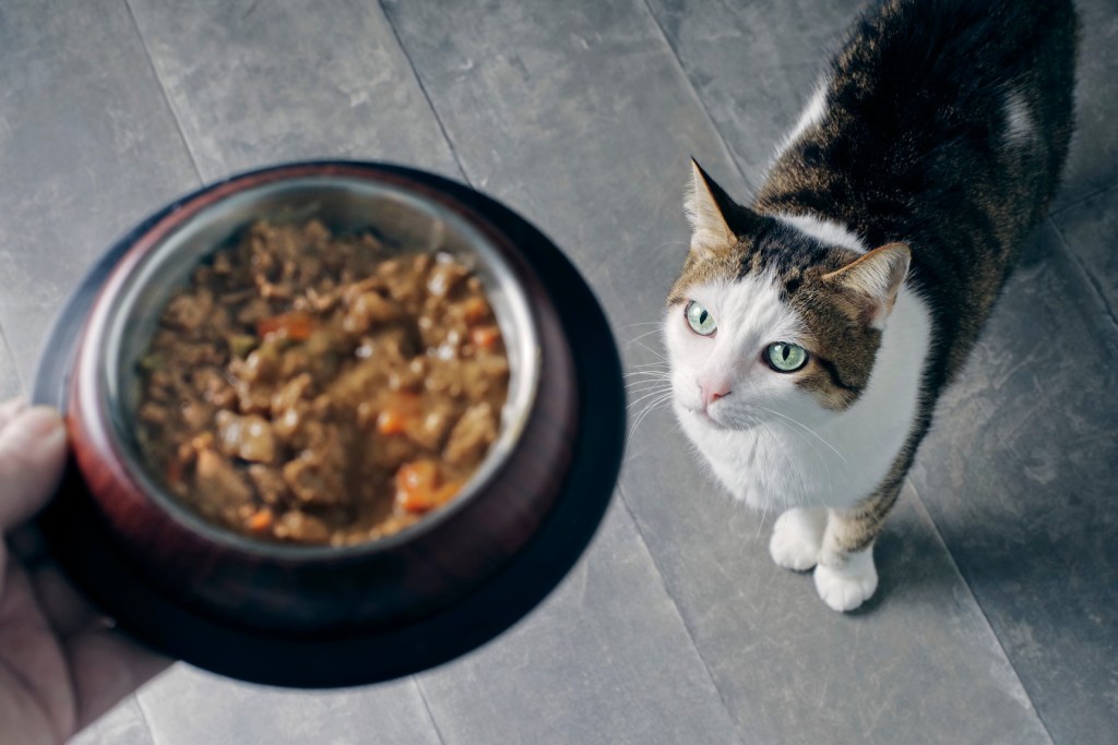 Cat waiting for food in a bowl