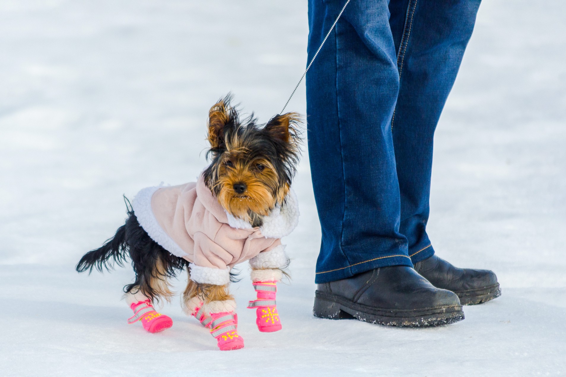 Tiny dog wearing booties with owner