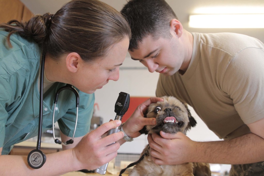 veterinarijos gydytojas ir vyras žiūri į šuns akis