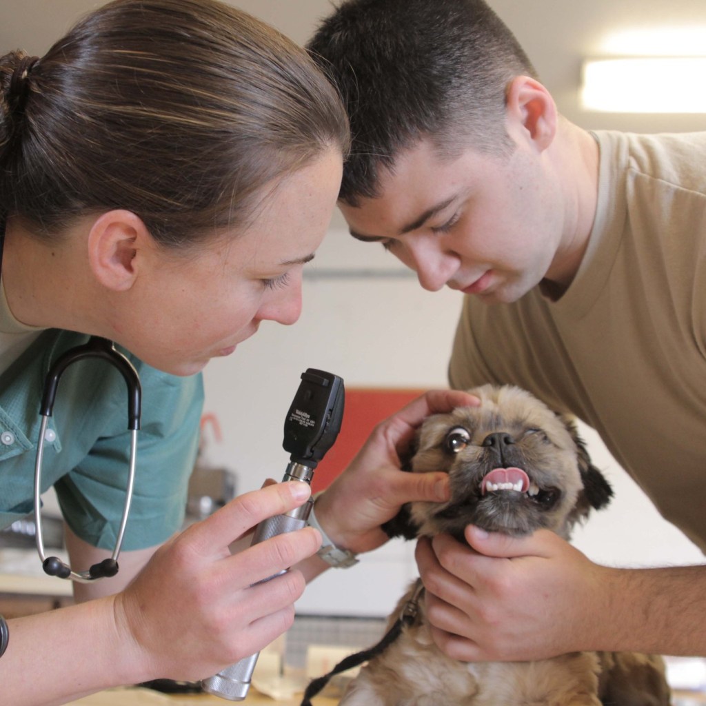 veterinarian and man looking at dog's eye