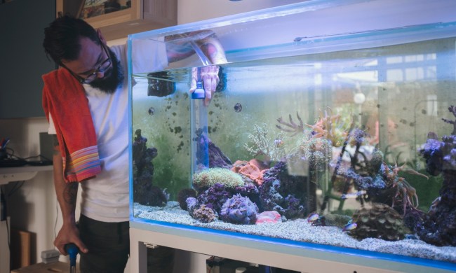 Man working on aquarium