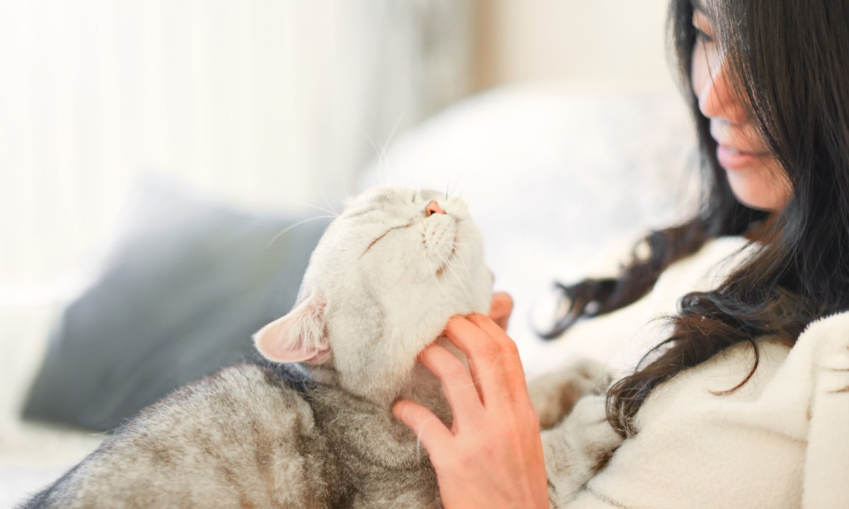 Woman petting cat