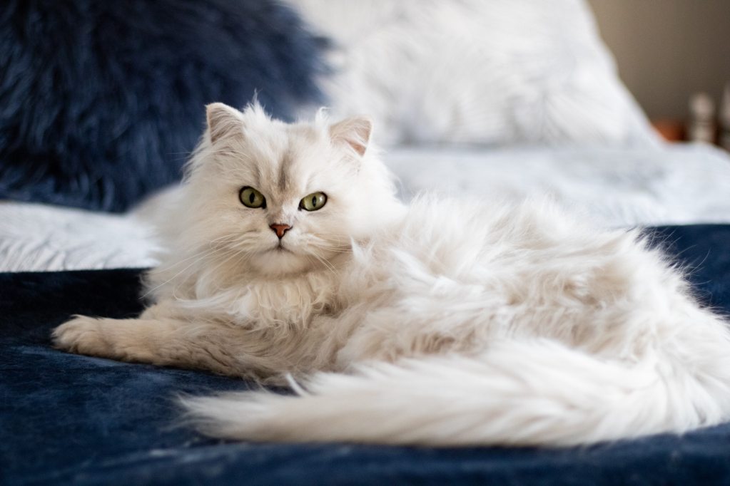 white cat with narrowed eyes resting on bed