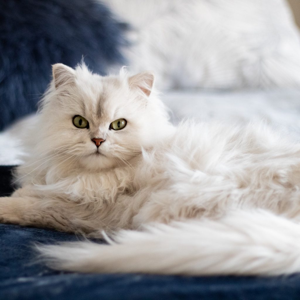 white cat with narrowed eyes resting on bed