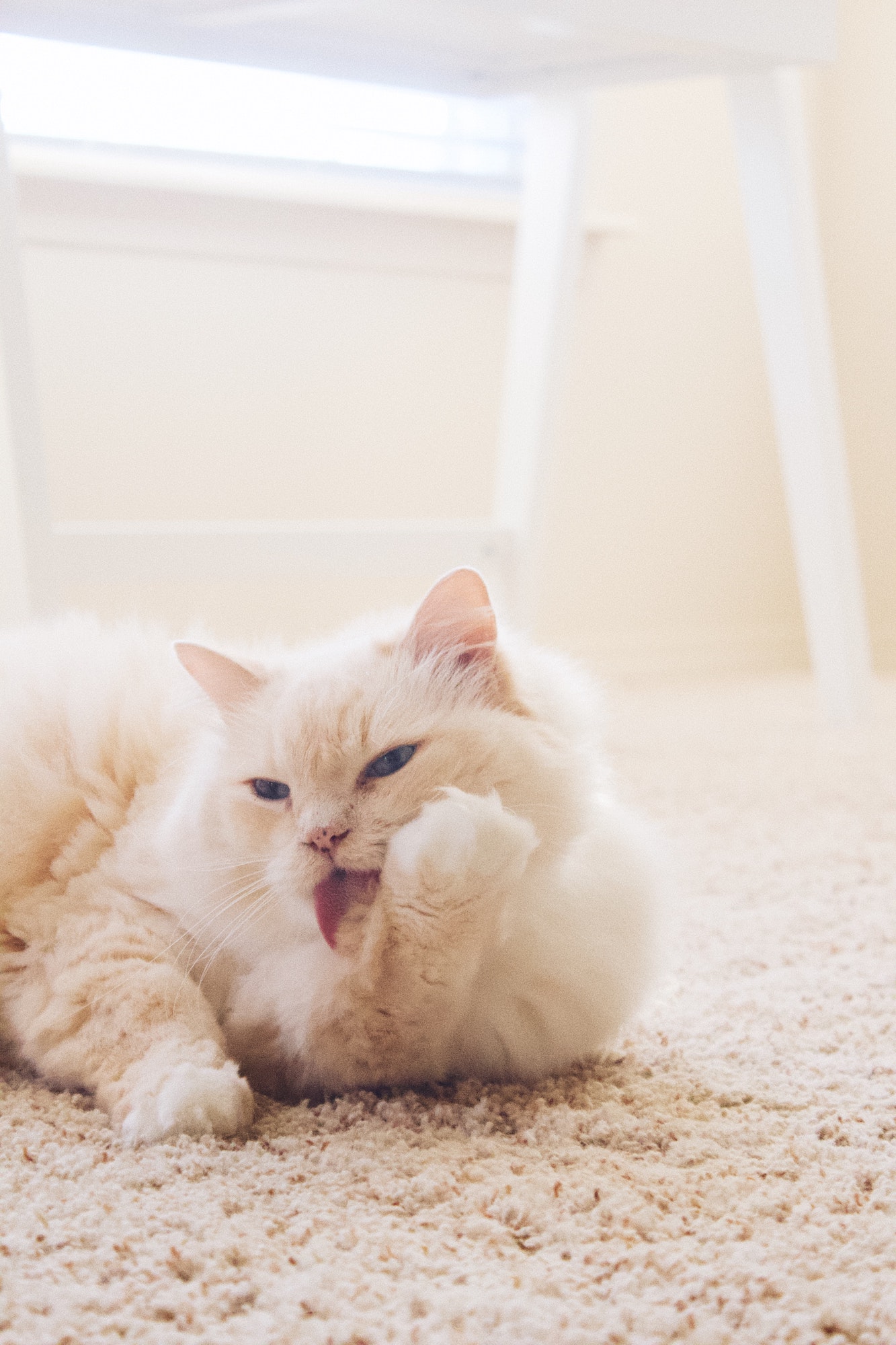 white cat on carpet licking paw