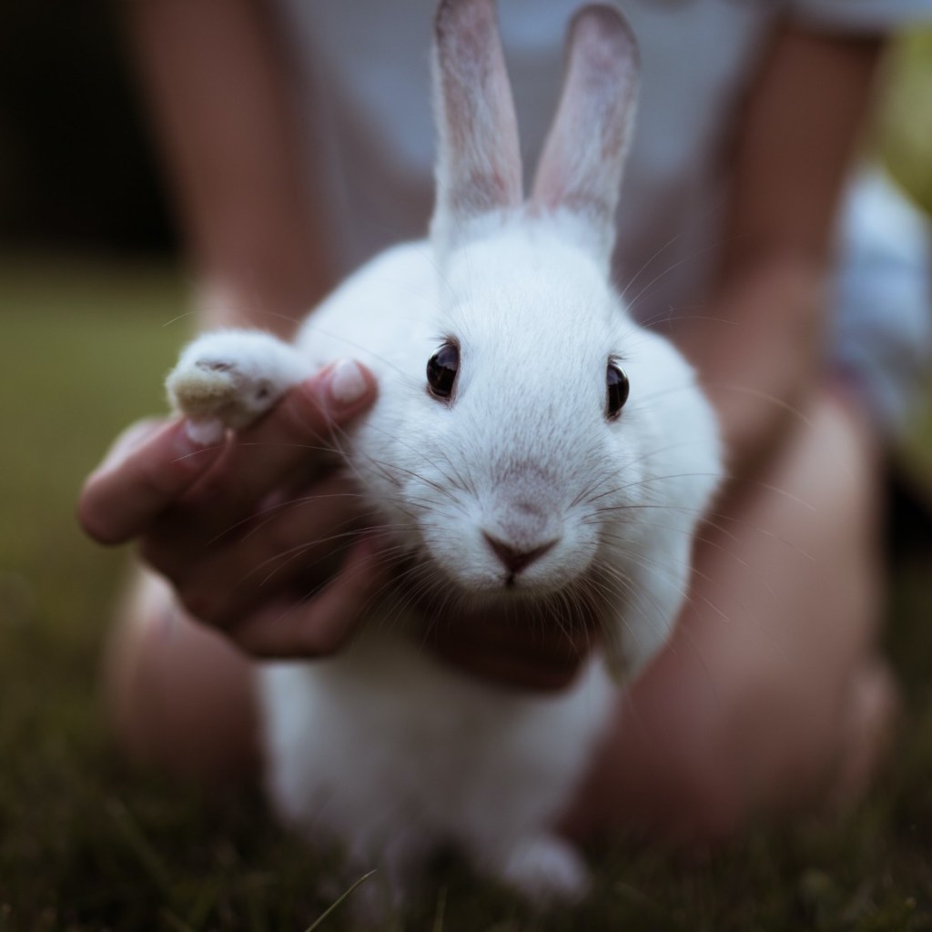 Woman holding white rabbit