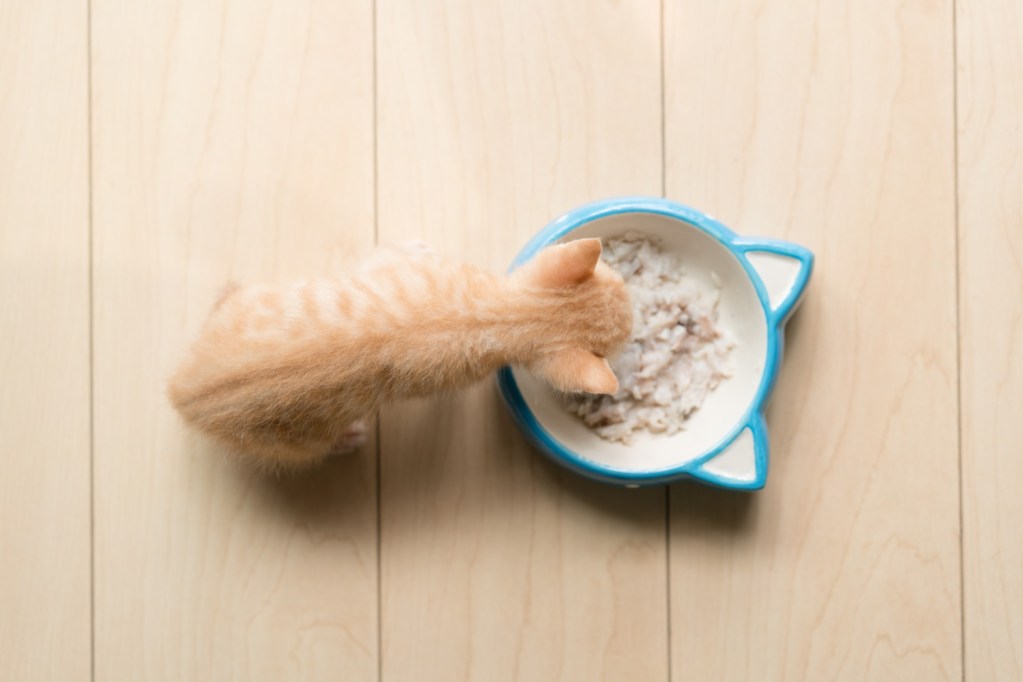 Kitten eating from a cat-shaped bowl