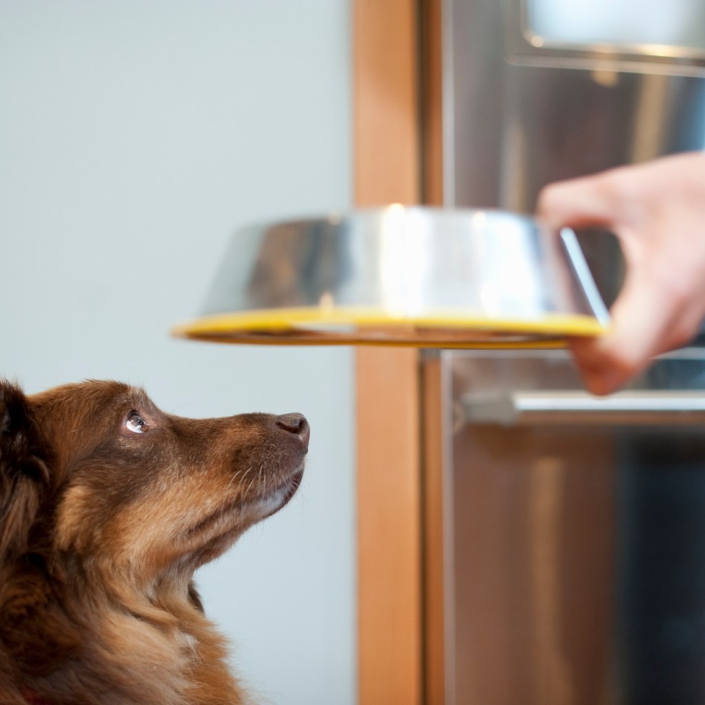 Dog looking at bowl owner is holding