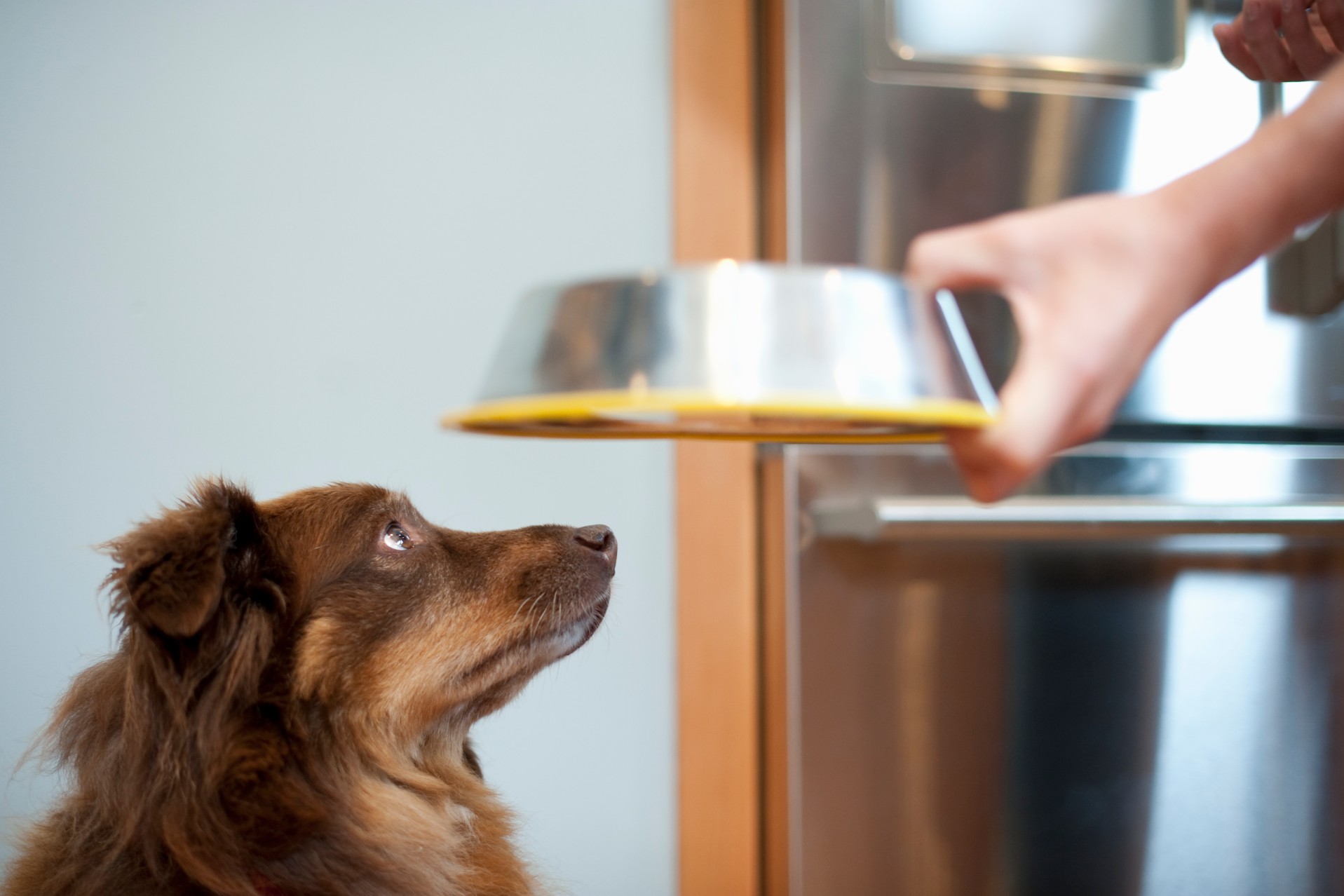 Dog looking at bowl owner is holding