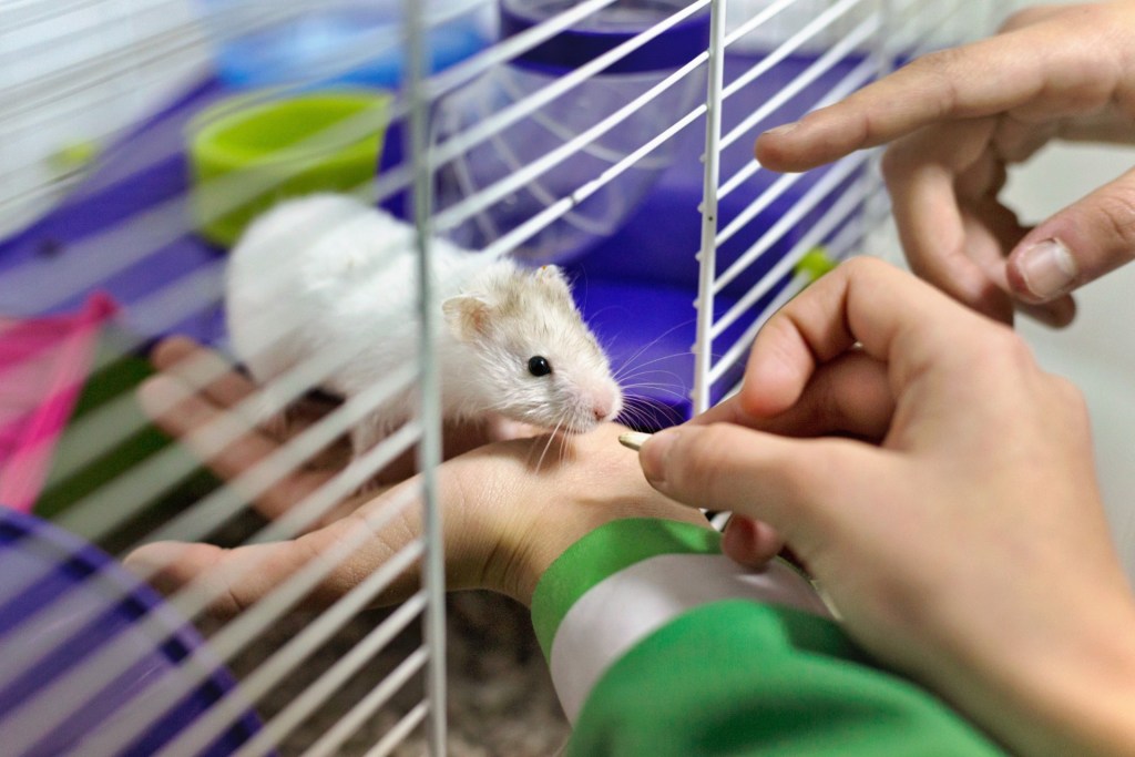 Person feeding a hamster