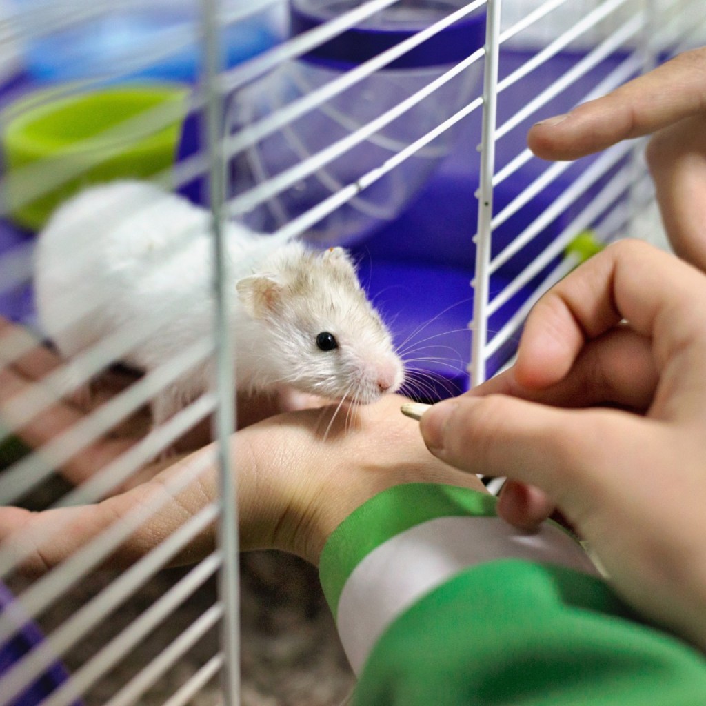 Person feeding a hamster