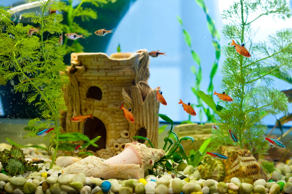 How to Create Fantastic DIY Aquarium Decorations