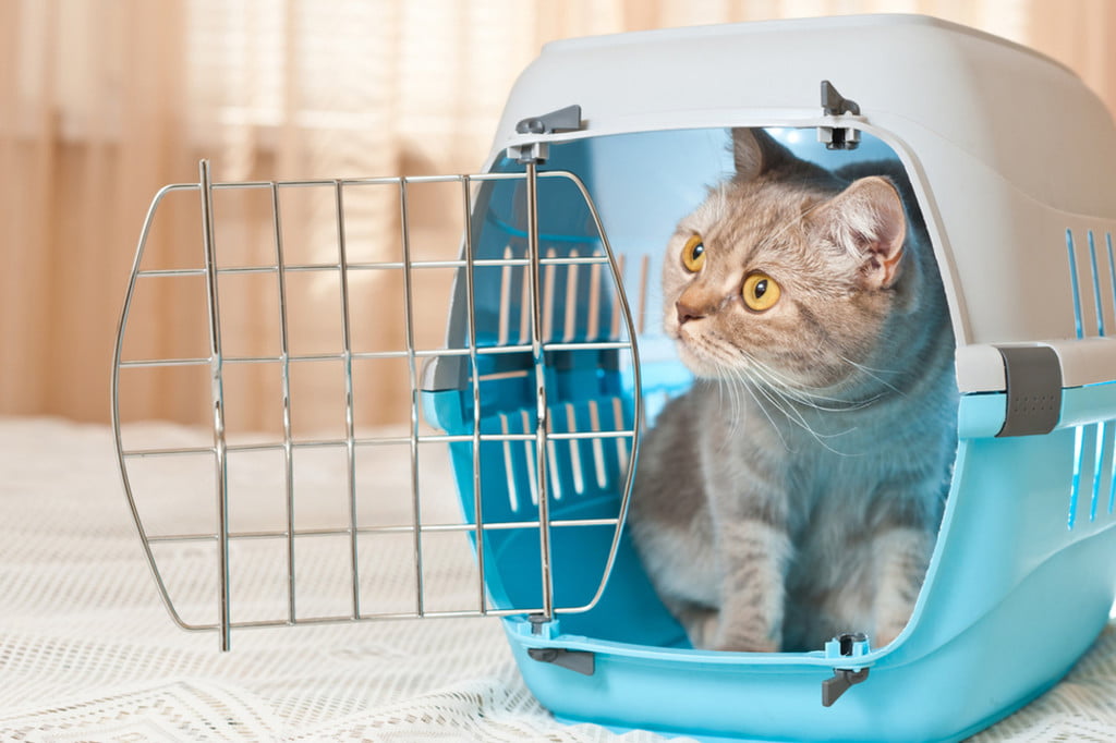 Kitten in a crate