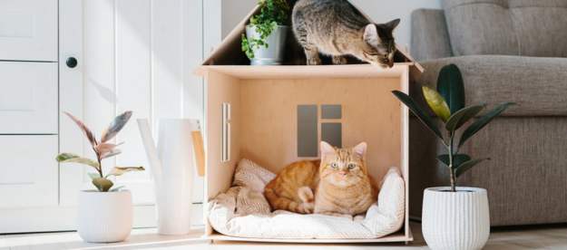 the best cat houses for indoor cats