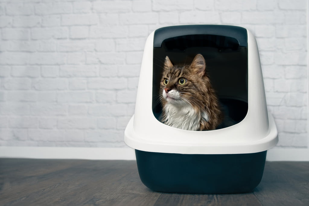 Pros and cons of selfcleaning litter boxes to know about PawTracks