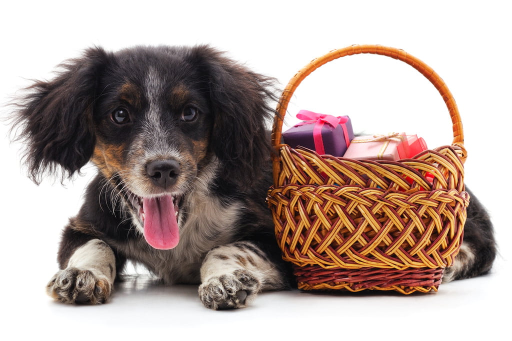 are cedar shavings ok for puppies