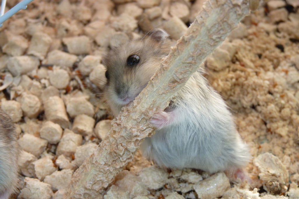 A hamster gnaws in his cage