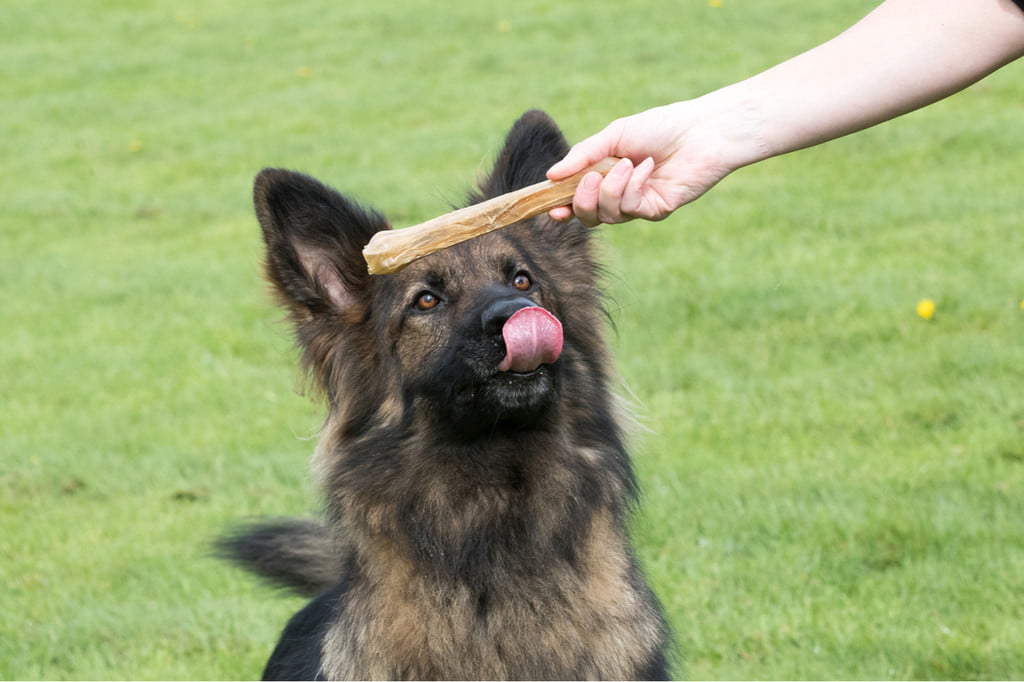 Well-behaved dog sitting licking his lips waiting for his owner to hand him a bone chew treat