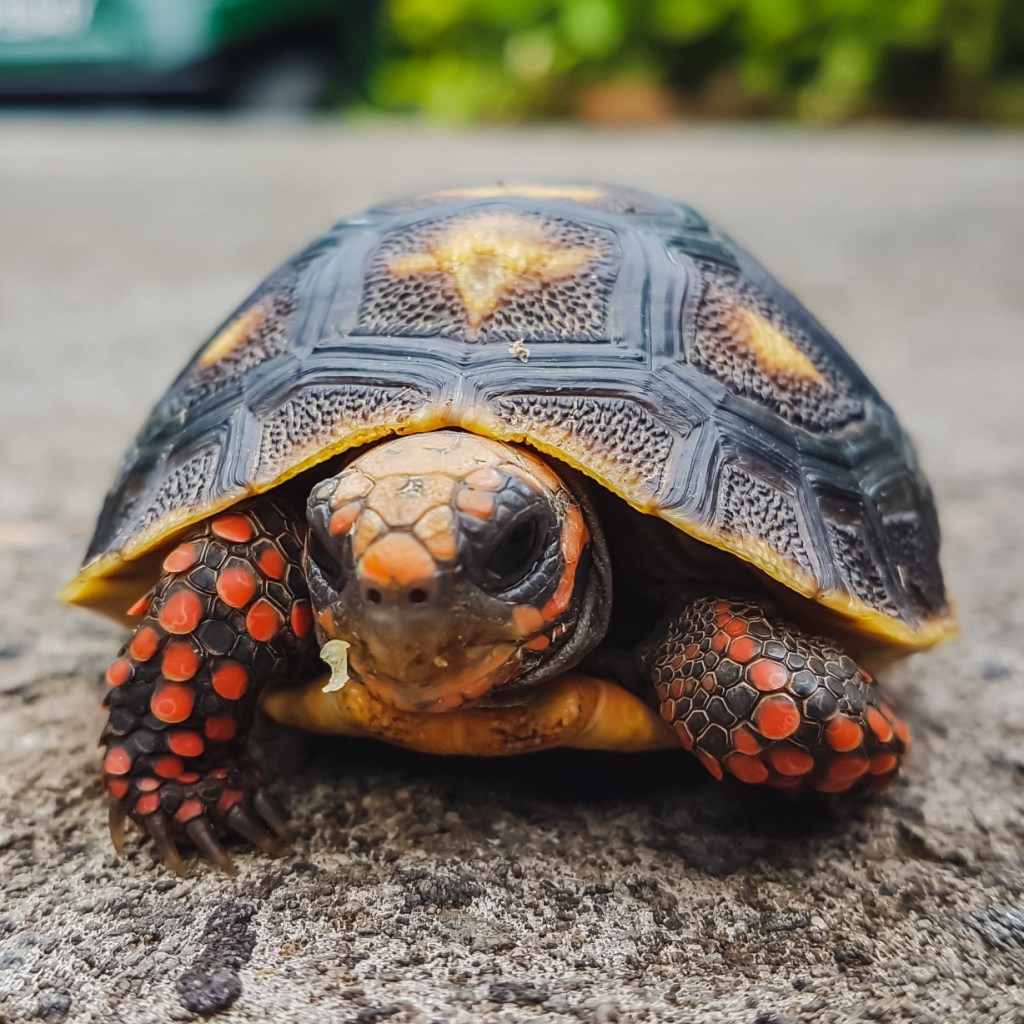 Turtle walking outside on ground