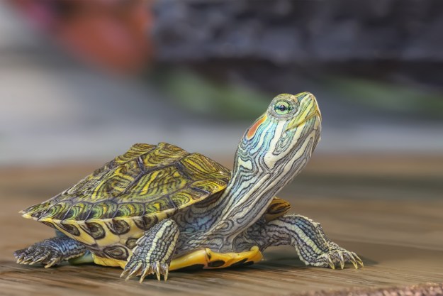 Turtle walking on a table