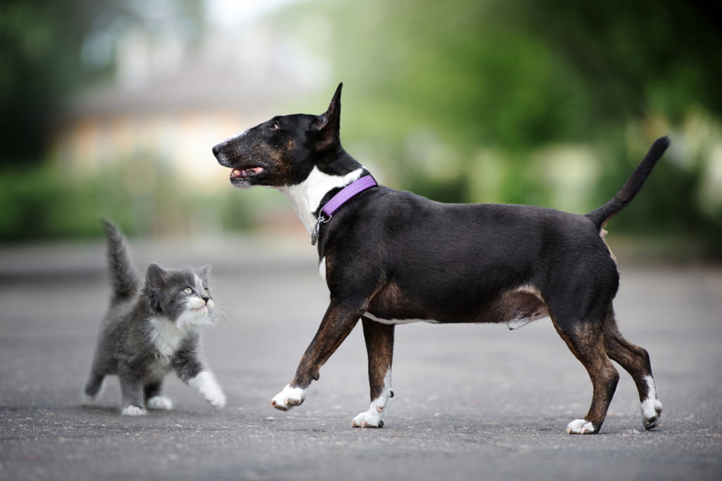 A dog stands next to a kitten outside