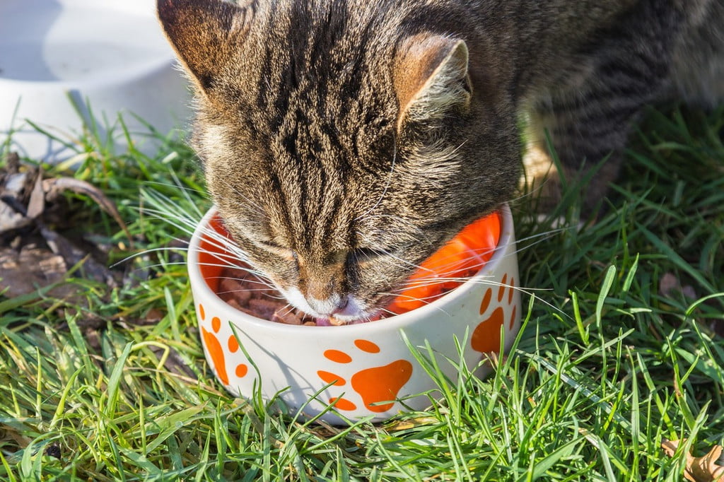 A cat eats from his bowl outside in the grass