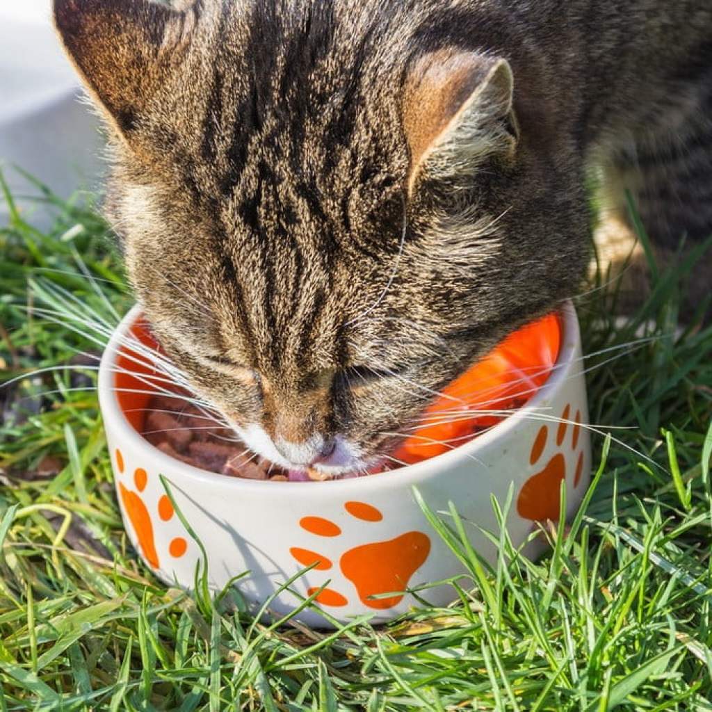 A cat eats from his bowl outside in the grass