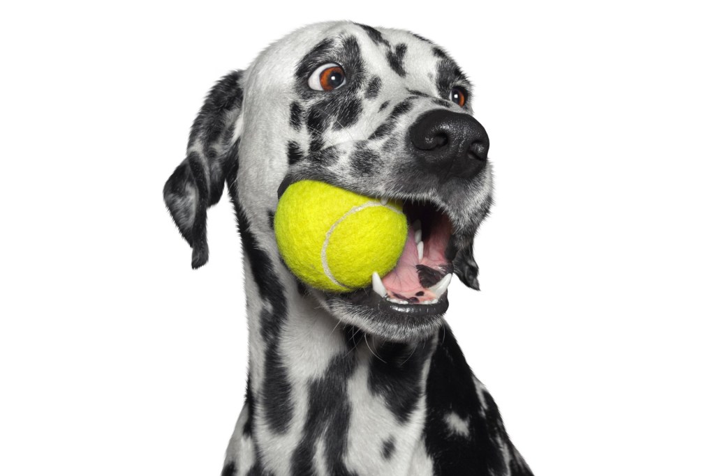 Dalmatian dog chewing a tennis ball