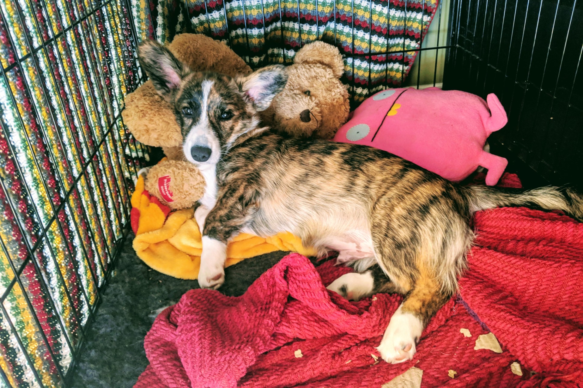 Mažas šuo dėžėje su gyvūnų iškamšomis