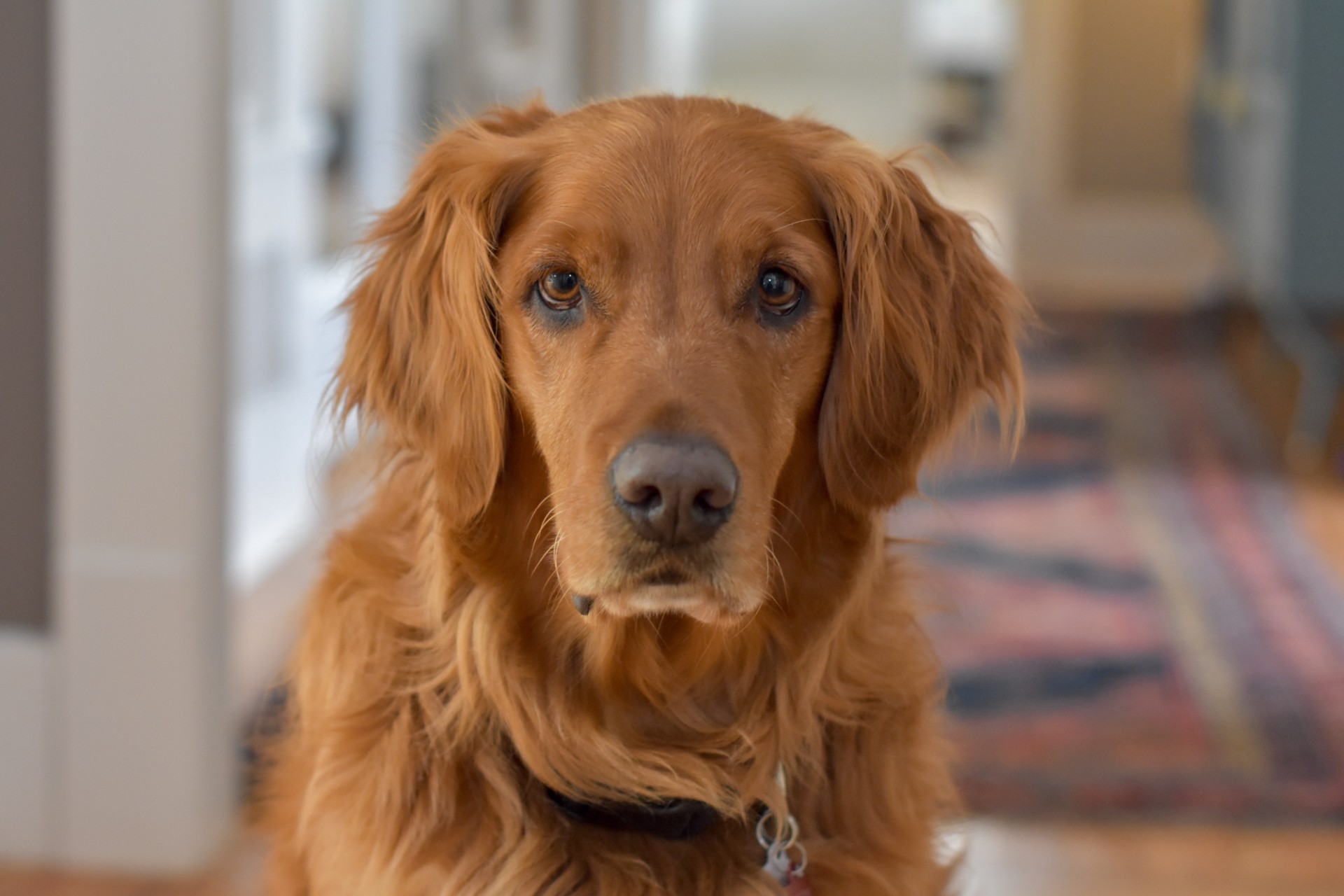Golden retriever with collar