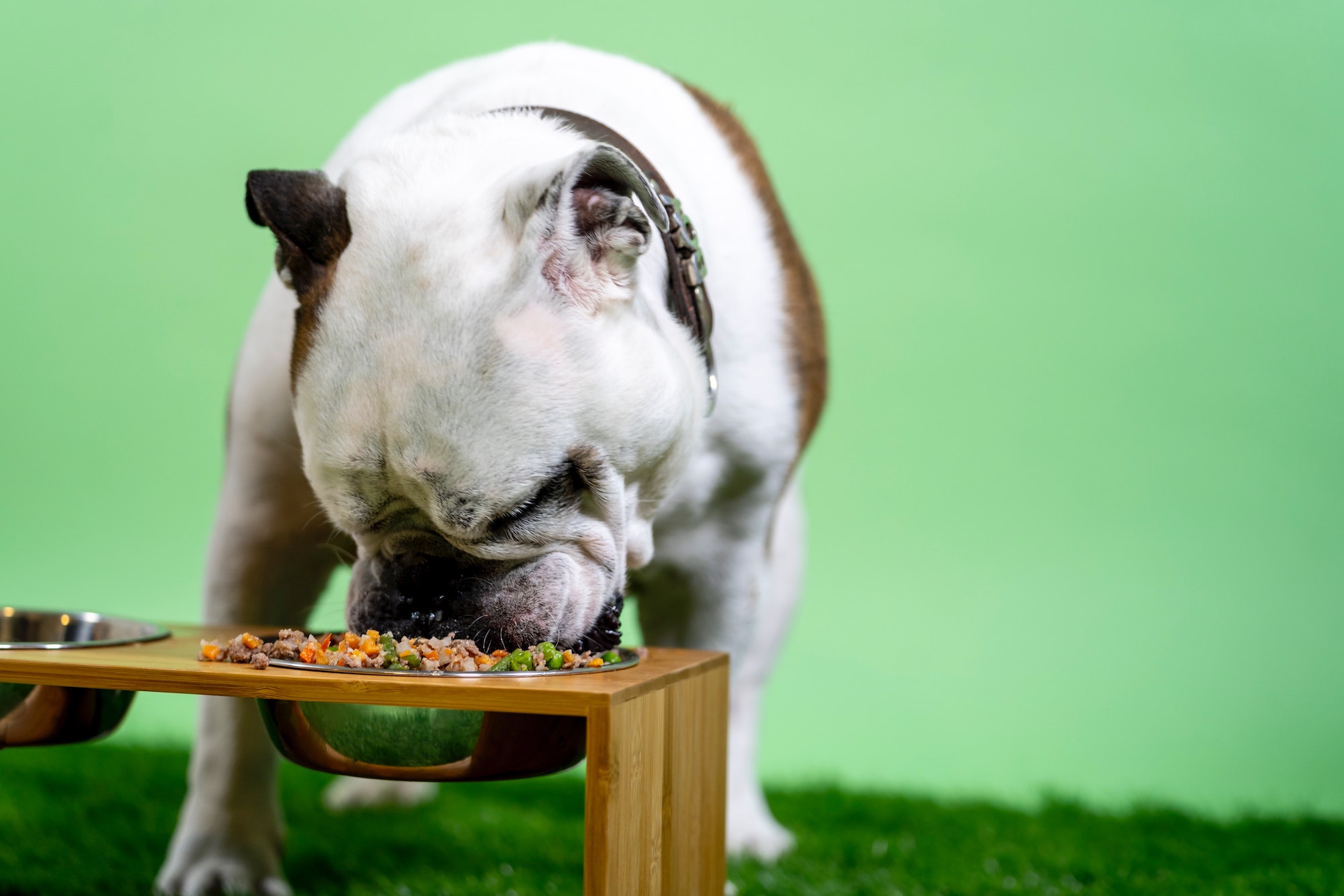 šuo valgo iš šunų maisto dubenėlio