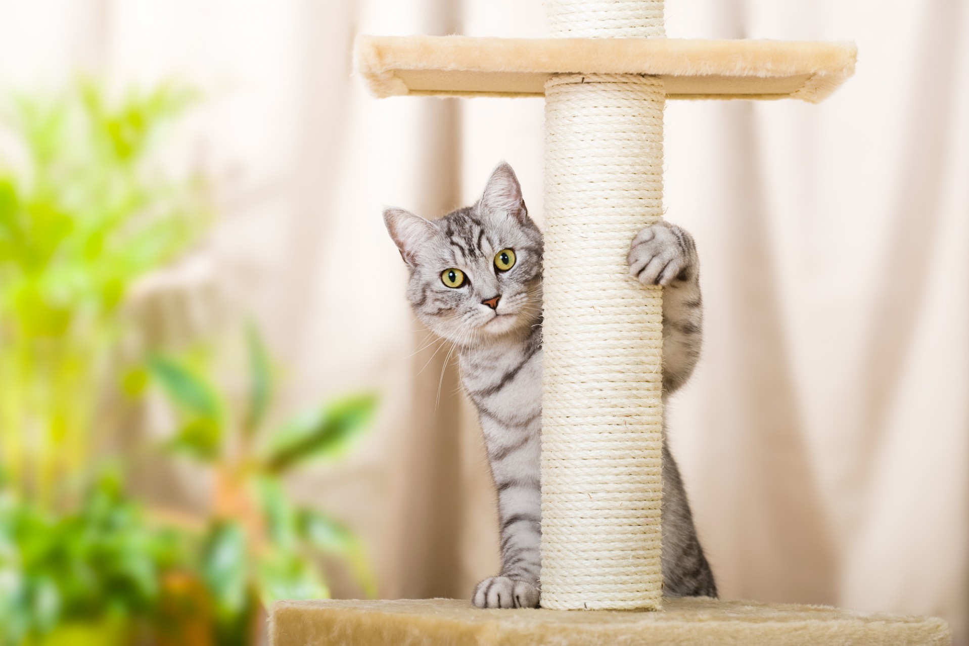 Cat using a scratching post in a home