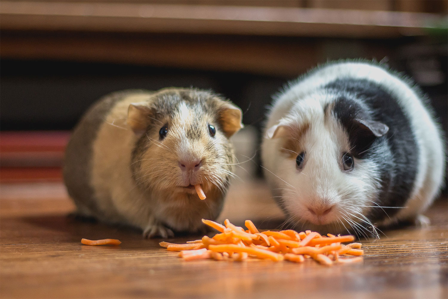 Can you train a guinea pig? PawTracks