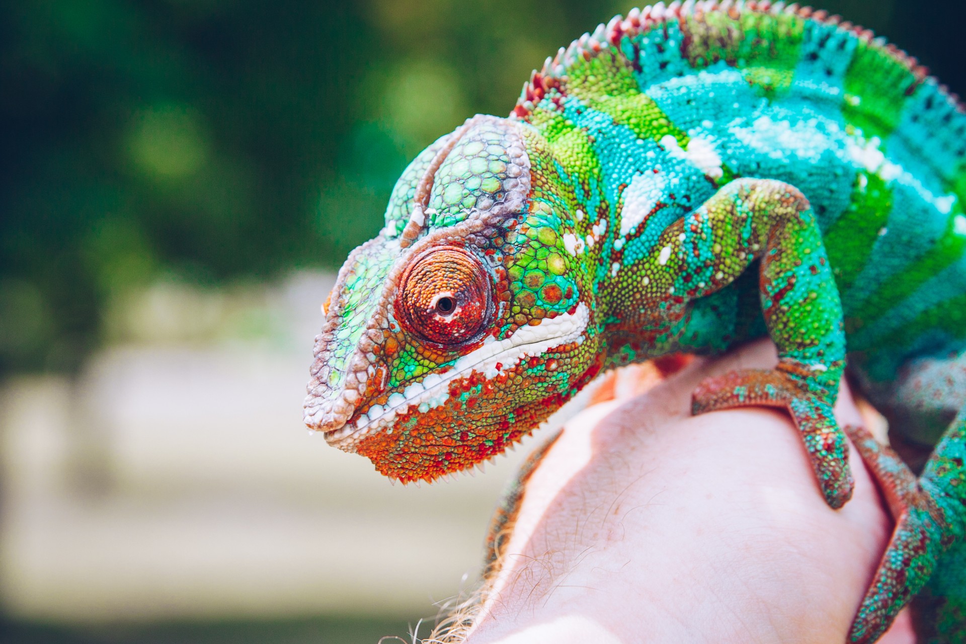 Chameleonas, kurį laiko asmuo