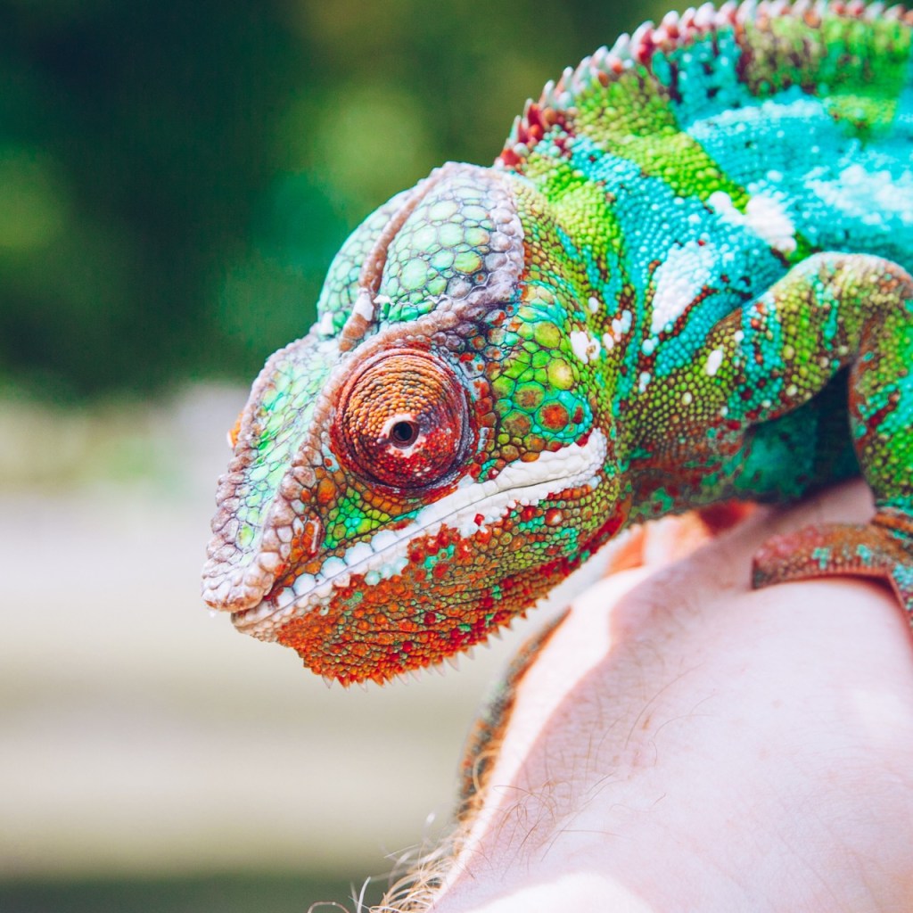 Chameleon held by person