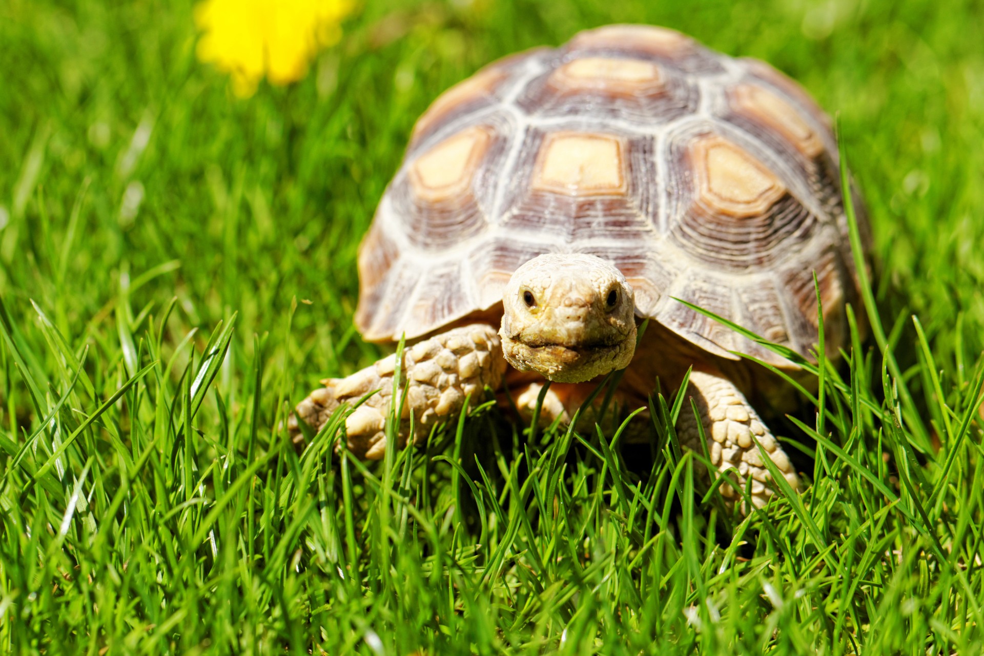 Tortoise walking in garden