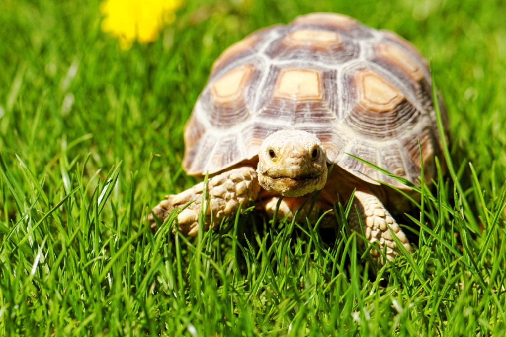 Tortoise walking in garden
