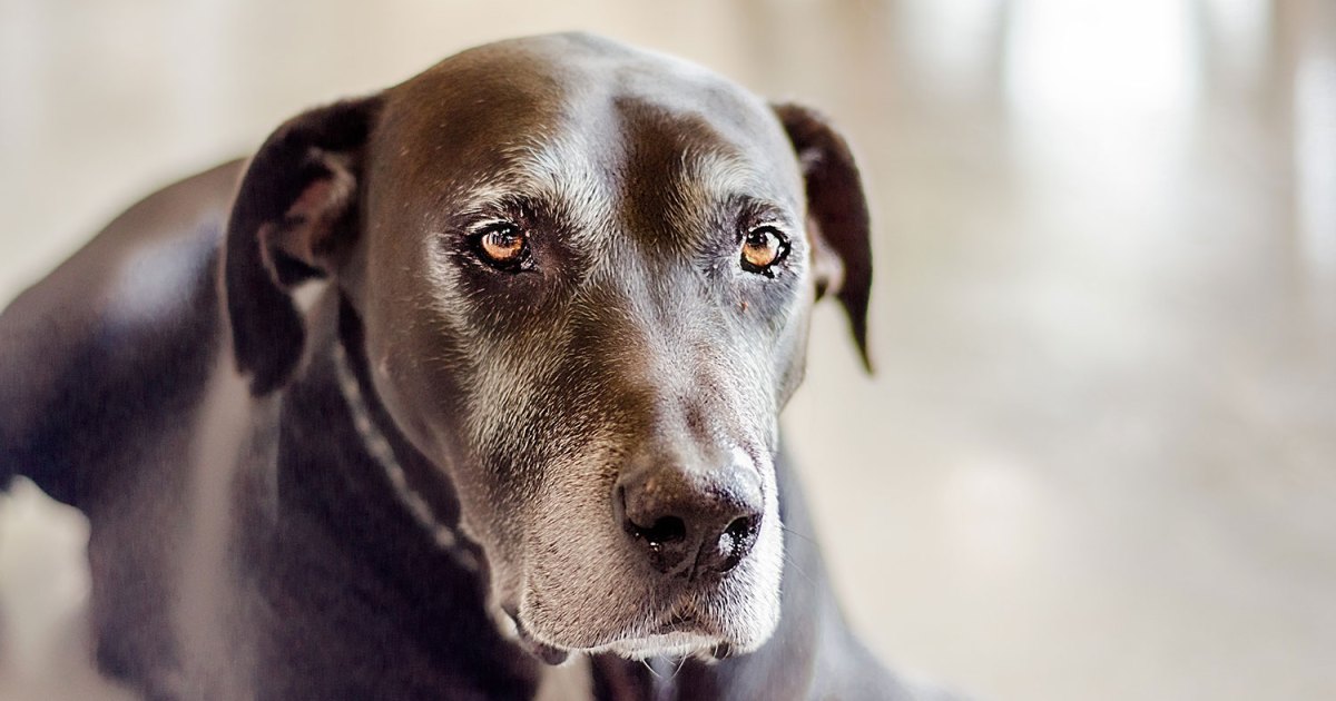 Understanding incontinence in older dogs PawTracks