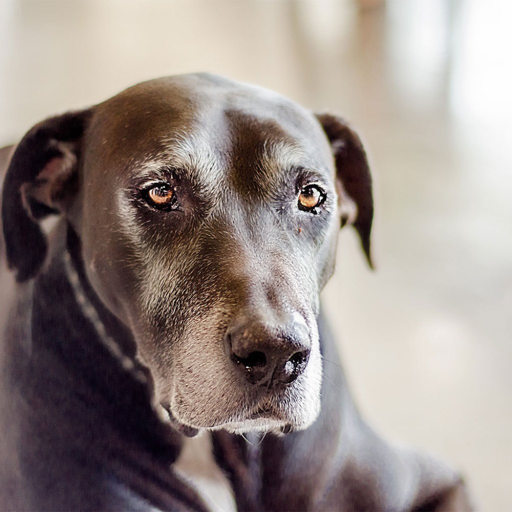 old dog