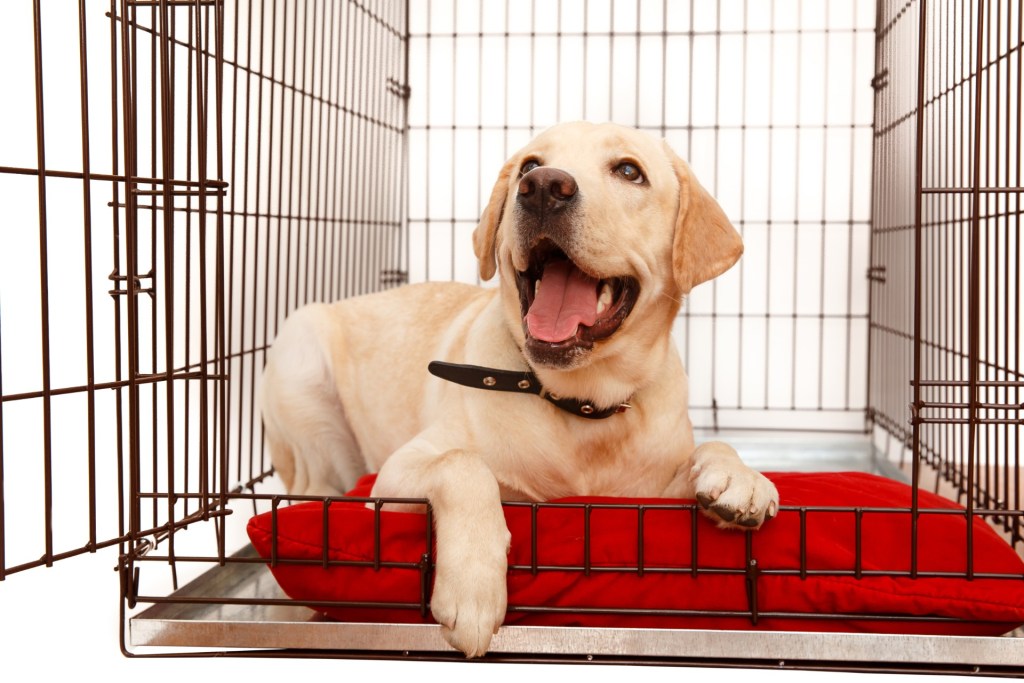 The Best Place in Your Home for a Dog Crate | PawTracks