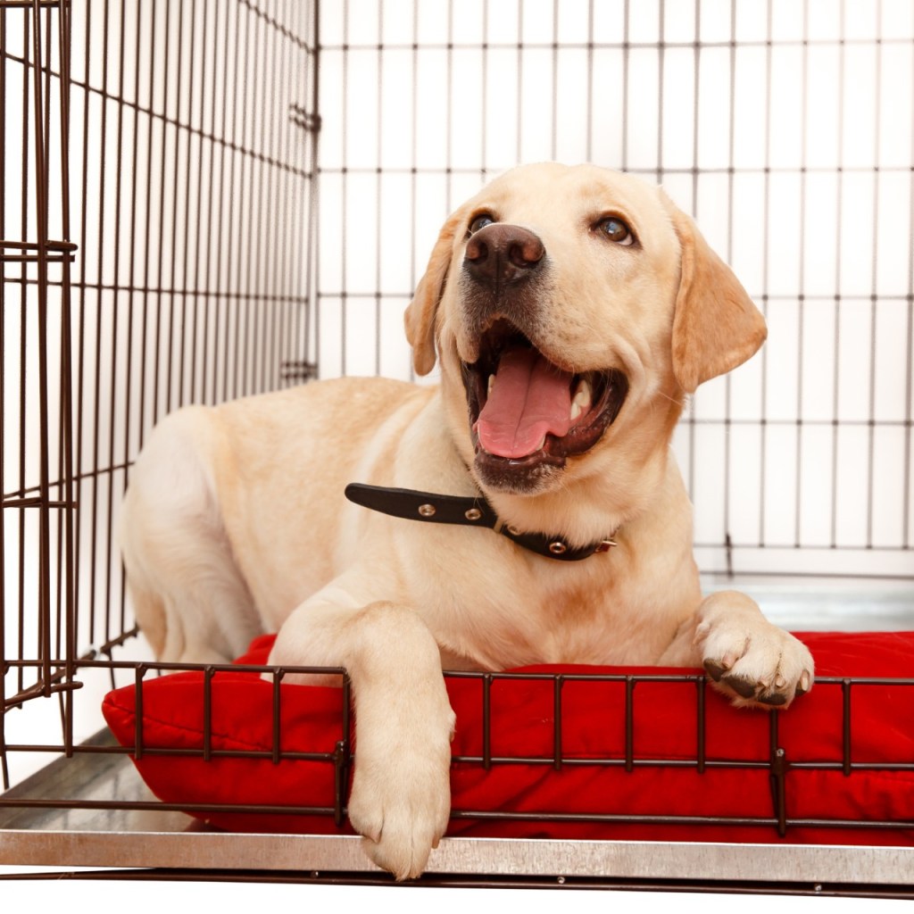 Labrador lying in crate