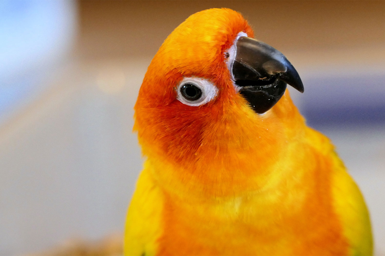 Why Do Birds Bob Their Heads? Why Parrots and Other Birds Do It | PawTracks