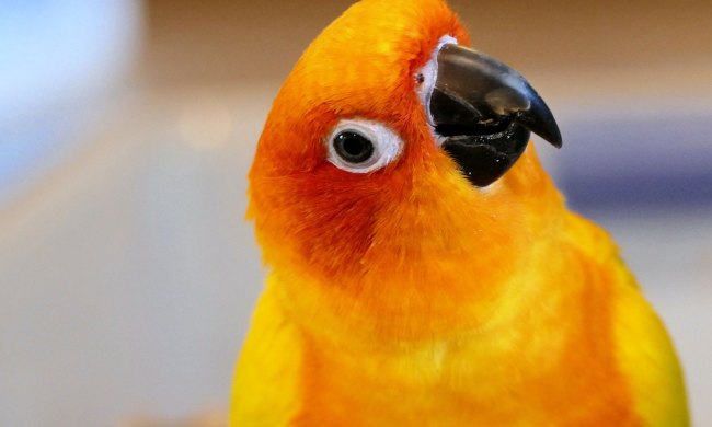 the reason parrots bob their head parrot bobbing