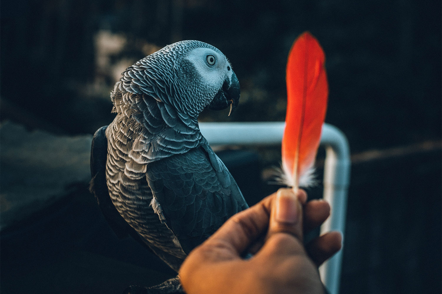 A parrot turns his head while a person holds up a brightly colored feather