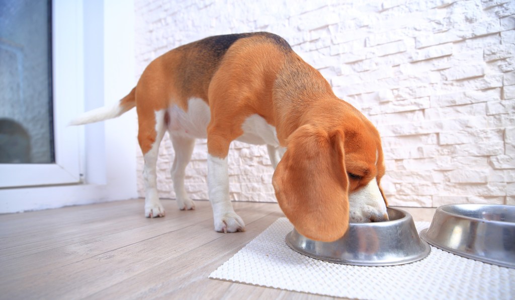 Beagle eating out of a metal bowl