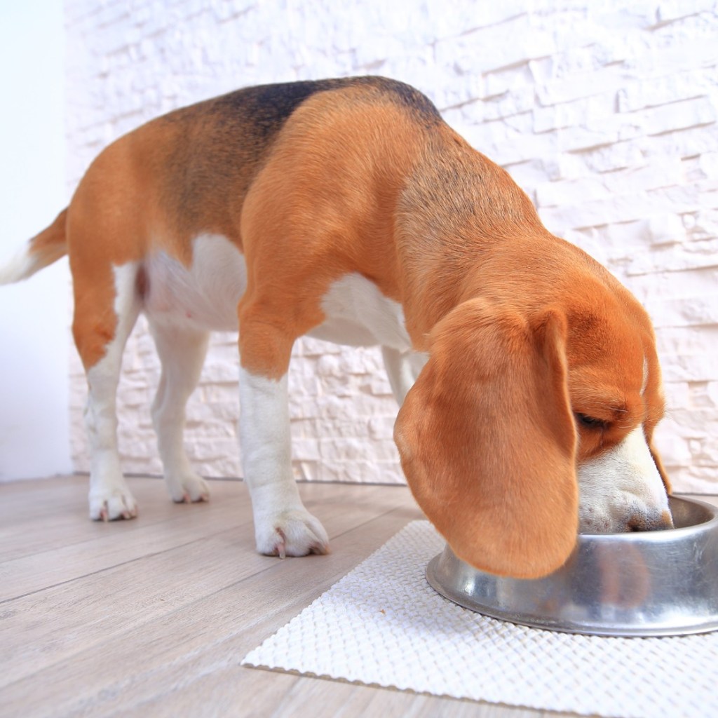 Beagle eating out of a metal bowl