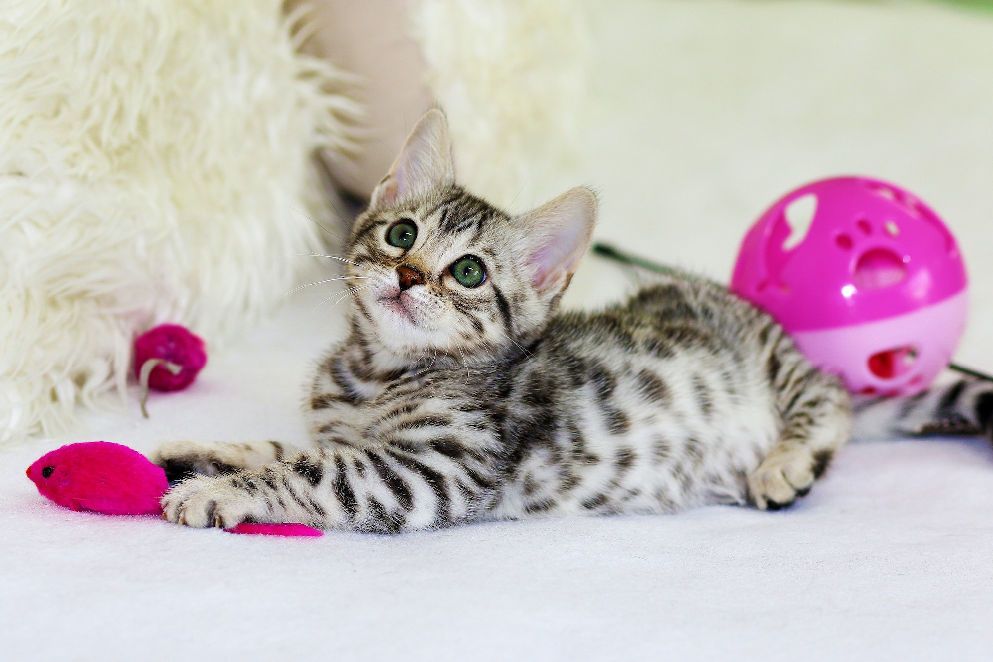 striped cat playing with several bright pink toys
