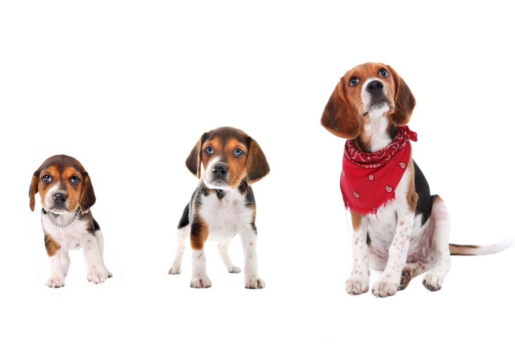 Three dogs at different ages