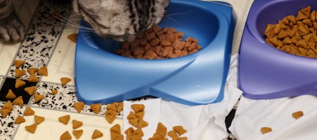Cat eating from bowl with food spilled on floor