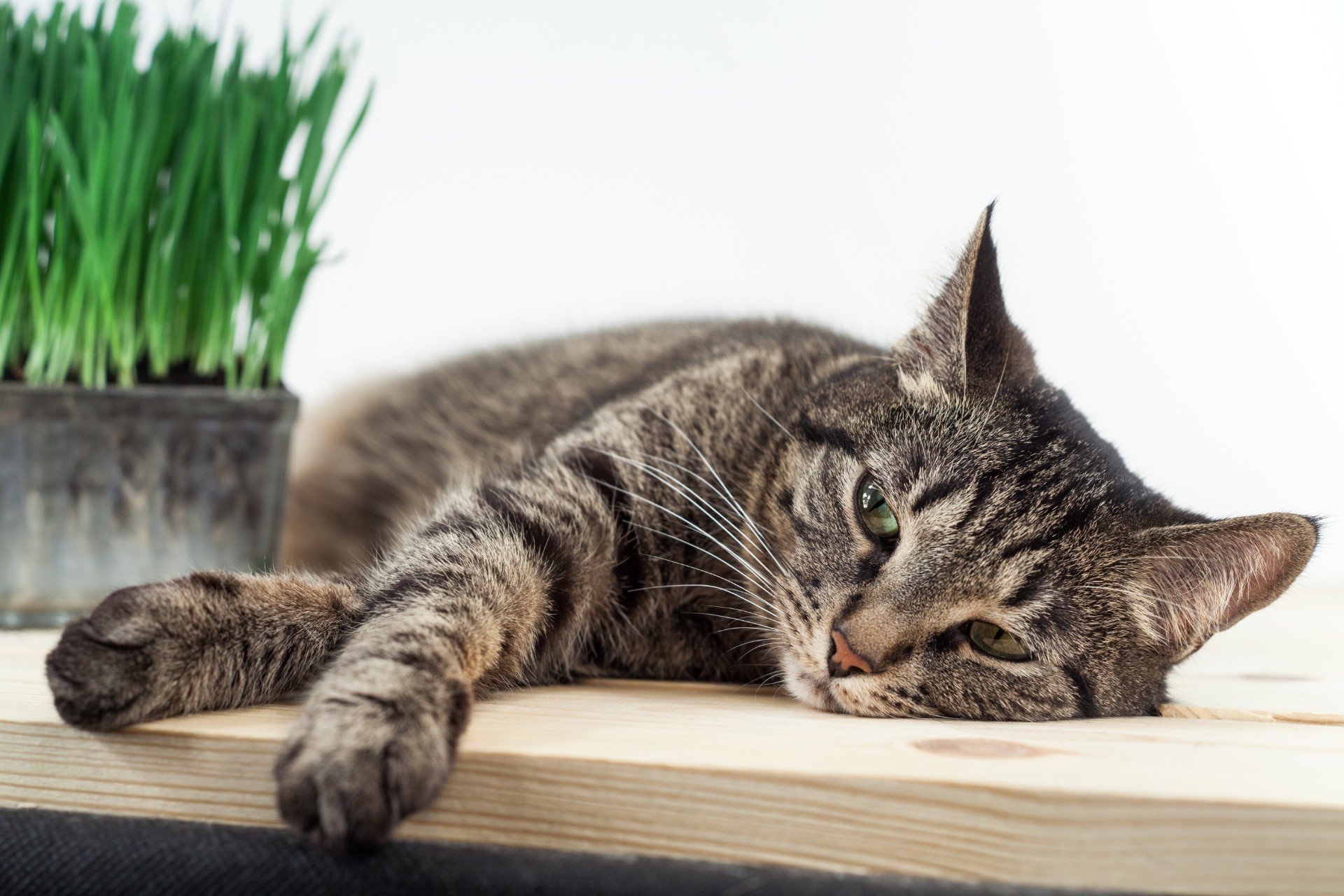 Cat lying down on wooden table